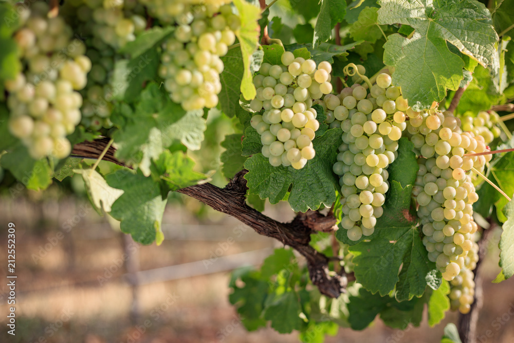 Bunches of green grapes on vine in vineyard with green leaves in warm afternoon light. Bunches of green grapes on vine in vineyard with green leaves in warm afternoon light.