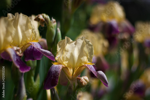 violet-blue flowers of wild iris, covered with drops of summer rain, on a green background photo