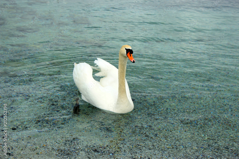 Naklejka premium Beautiful white swan close up