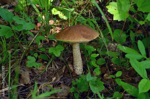 Mushroom in the forest among the leaves.