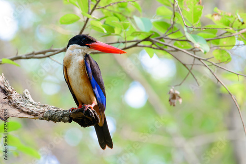 black-capped kingfisher is a tree kingfisher which is widely distributed in tropical Asia from India east to China, Korea and Southeast Asia photo