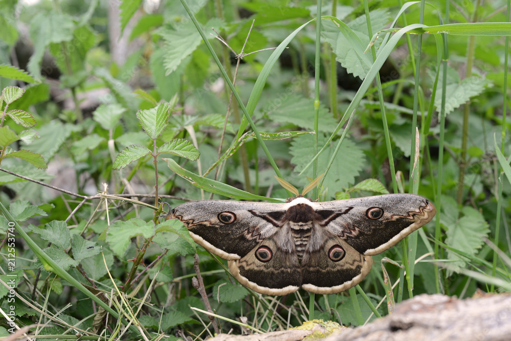 Obraz premium Nachtpfauenauge in freier Wildbahn 
