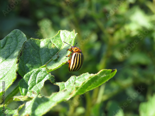 Colorado beetle on potato leaf in summer, Leptinotarsa decemlineata © Oleg