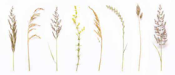 Set of wild ripe herbs grass and twigs, natural field plants, color floral elements, beautiful decorative floral composition isolated on white background, macro, flat lay, top view.