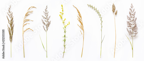 Set of wild ripe herbs grass and twigs, natural field plants, color floral elements, beautiful decorative floral composition isolated on white background, macro, flat lay, top view. photo