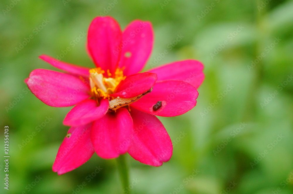 Fototapeta premium The red flowers are in the green belt. It's beautiful.