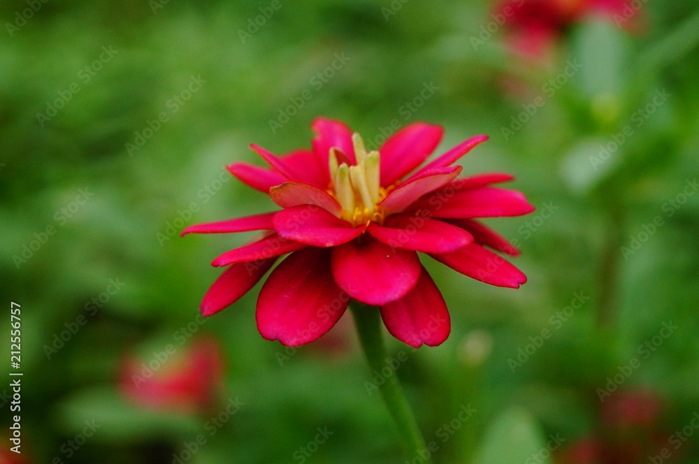 Obraz premium The red flowers are in the green belt. It's beautiful.