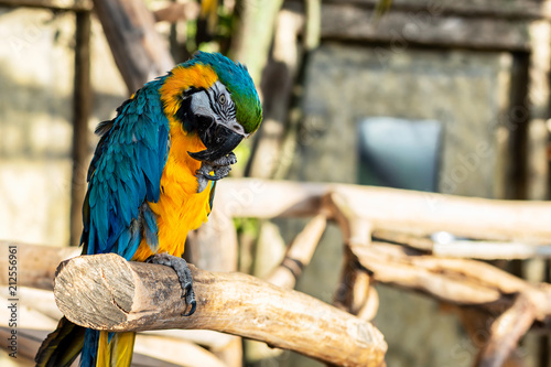 Green, blue and yellow colors parrot - Ara ararauna on tree in exotic country photo