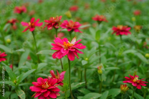 The red flowers are in the green belt. It's beautiful.