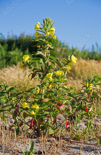 Fototapeta Naklejka Na Ścianę i Meble -  Evening primrose, also known as Common evening-primrose and Evening star in the dunes
