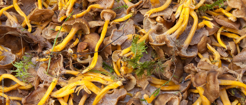 Fresh mushrooms picked up directly from the wood as background Fresh mushrooms picked up directly from the wood as background