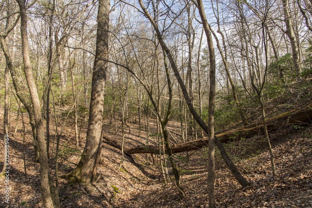 Obraz premium Trees in a forest