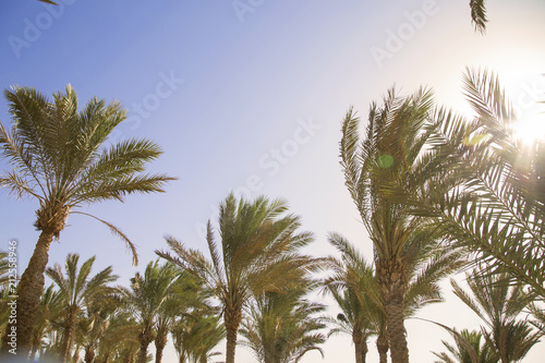 Tropical background with palms and sunny sky