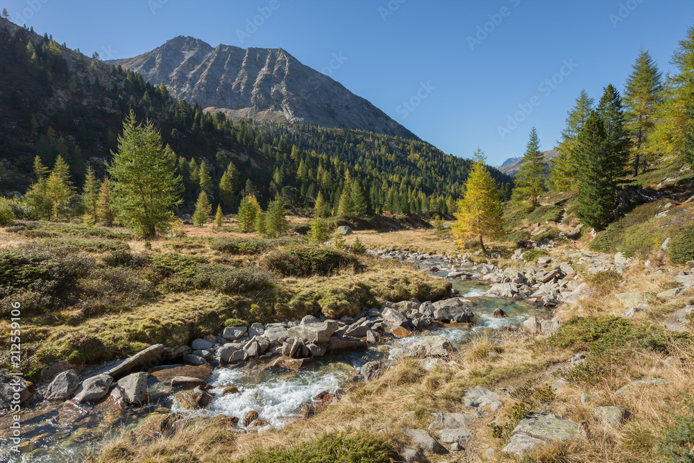 yellow larches at fall over a mountain scenery yellow larches at fall over a mountain scenery
