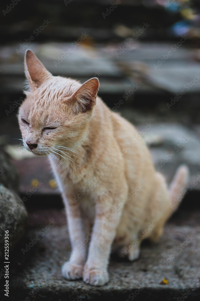 The cat on the ground with blurred background