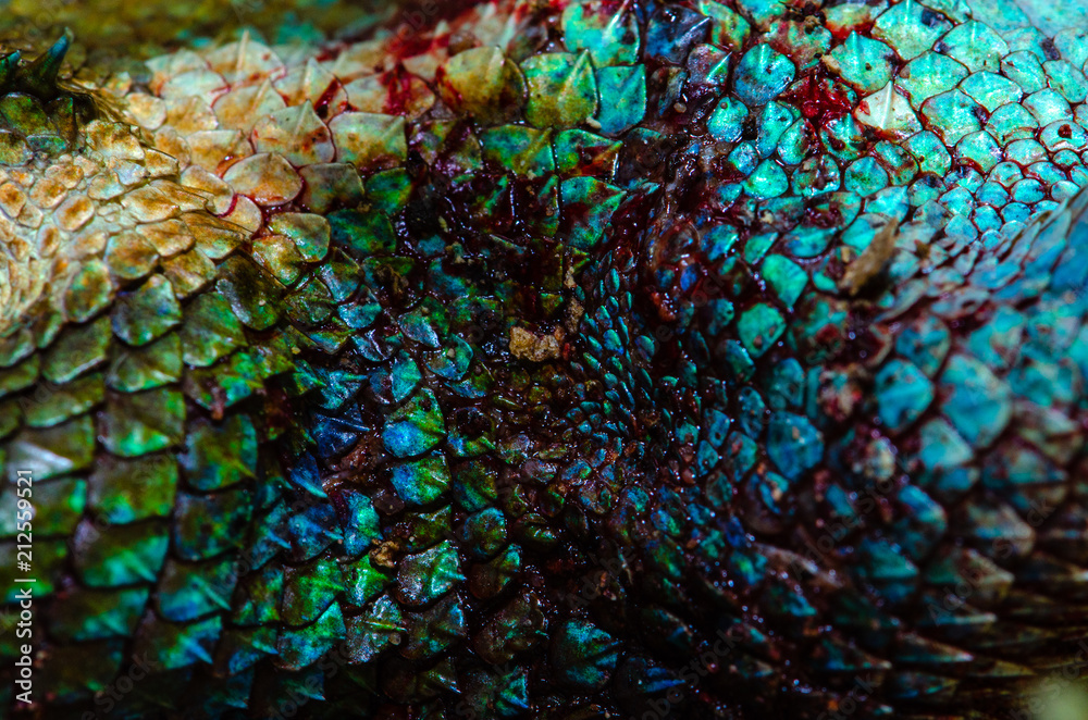 Obraz premium close up Real chameleon skin , chameleon injury skin texture for your design.