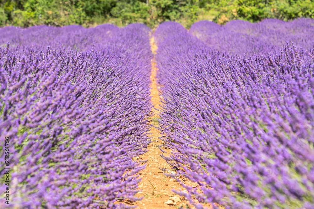 Obraz premium Big lavender field