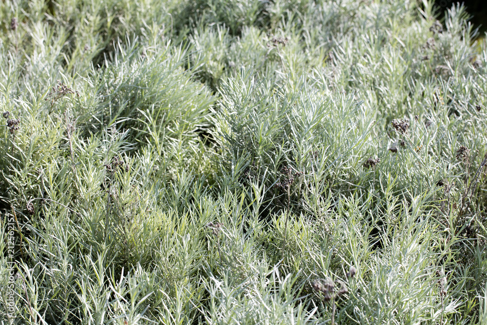 group of lavender plants with perennial grey green leaves group of lavender plants with perennial grey green leaves