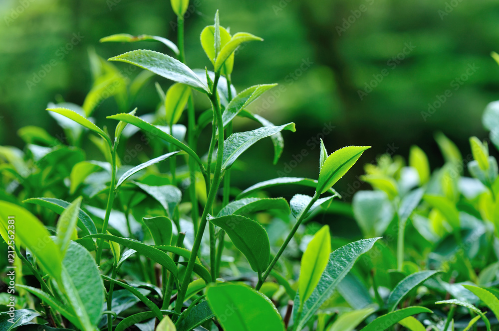 Green tea trees in spring