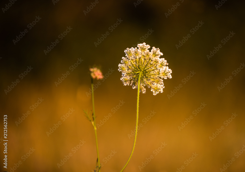Schafgarbe isoliert, unscharfer Hintergrund Schafgarbe isoliert, unscharfer Hintergrund