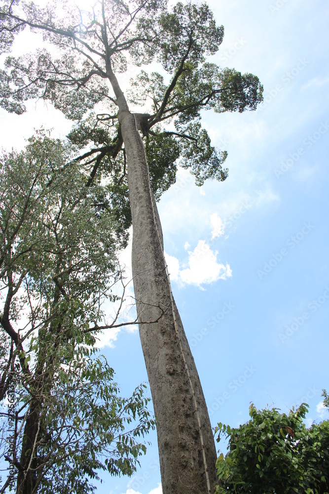 Fototapeta premium Arbre
