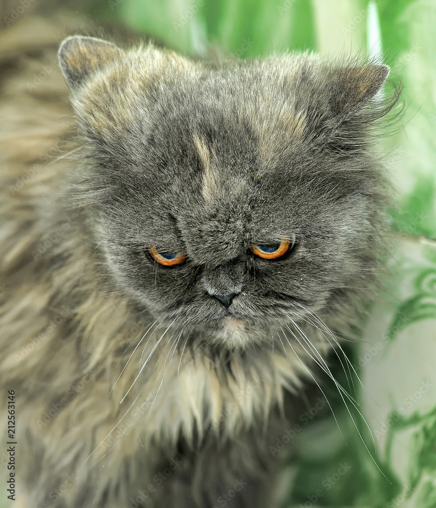 gray Persian cat gray Persian cat