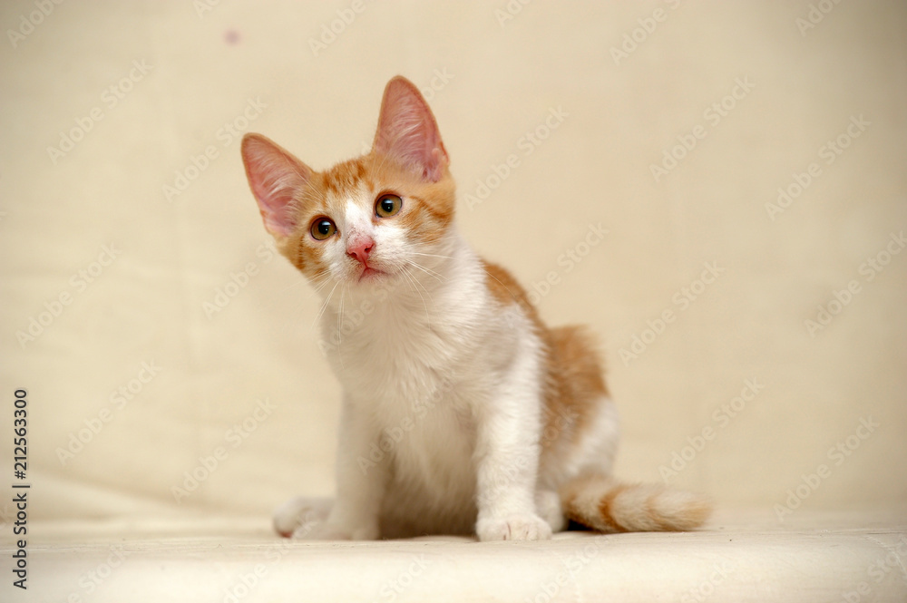 red with white kitten on a light background, orange eyes red with white kitten on a light background, orange eyes