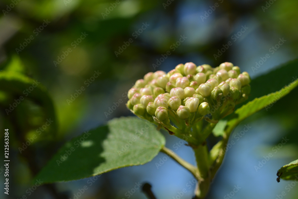 Wayfaring tree flowers Wayfaring tree flowers