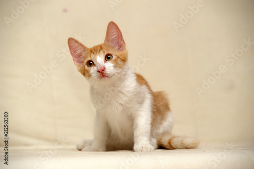 red with white kitten on a light background, orange eyes