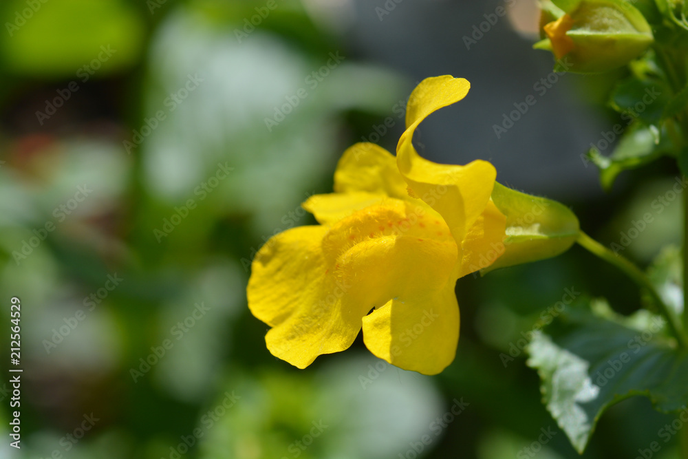Obraz premium Monkey flower