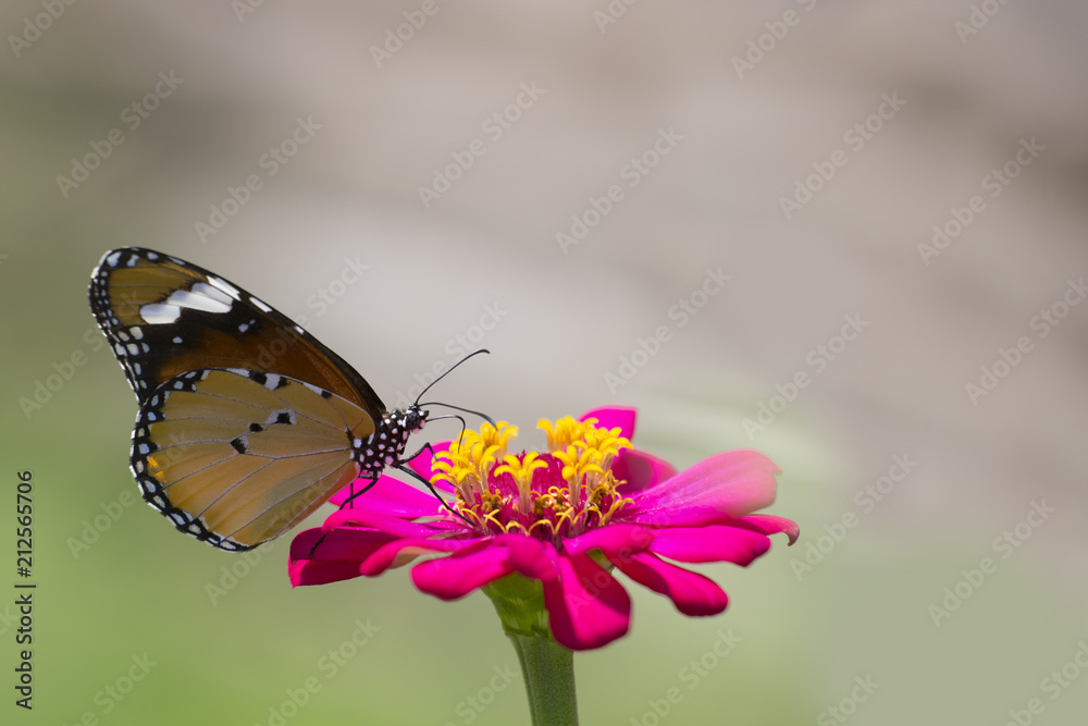 Closeup Butterfly and Flowers.