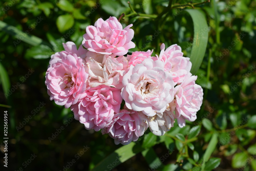 Green bush with pink beautiful small roses Green bush with pink beautiful small roses