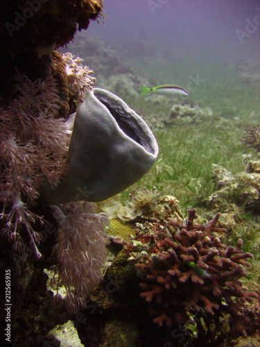 view of the coral, Hexactinellid sponges and fish in the Red Sea