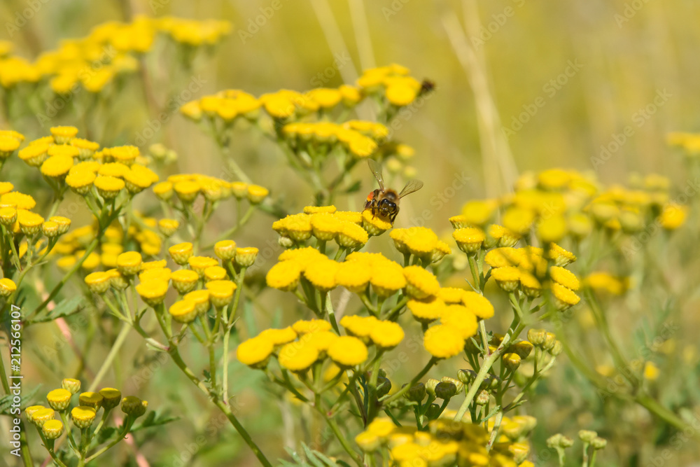 Obraz premium Common yarrow or milfoil (Achillea millefolium) flowers. Yarrow, herbal plant in summer time