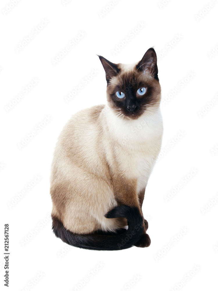 beautiful siamese cat isolated on white background