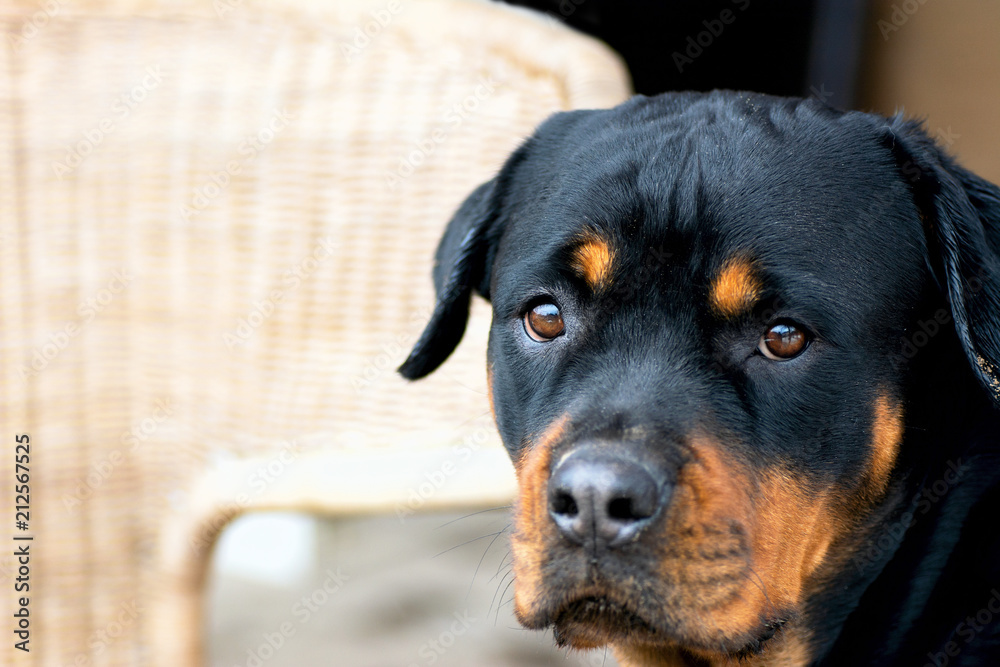 young Rottweiler breed dog close-up portrait of a head