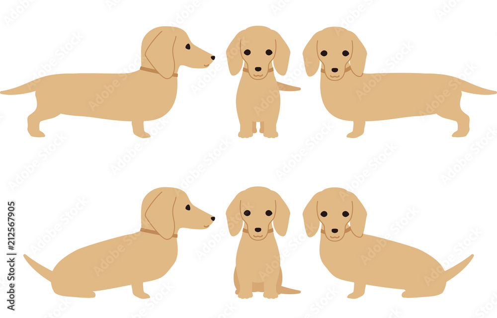 Naklejka premium 犬 ダックスフント ポーズ