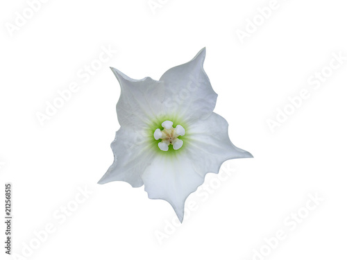 Close up Vallaris glabra Flower photo