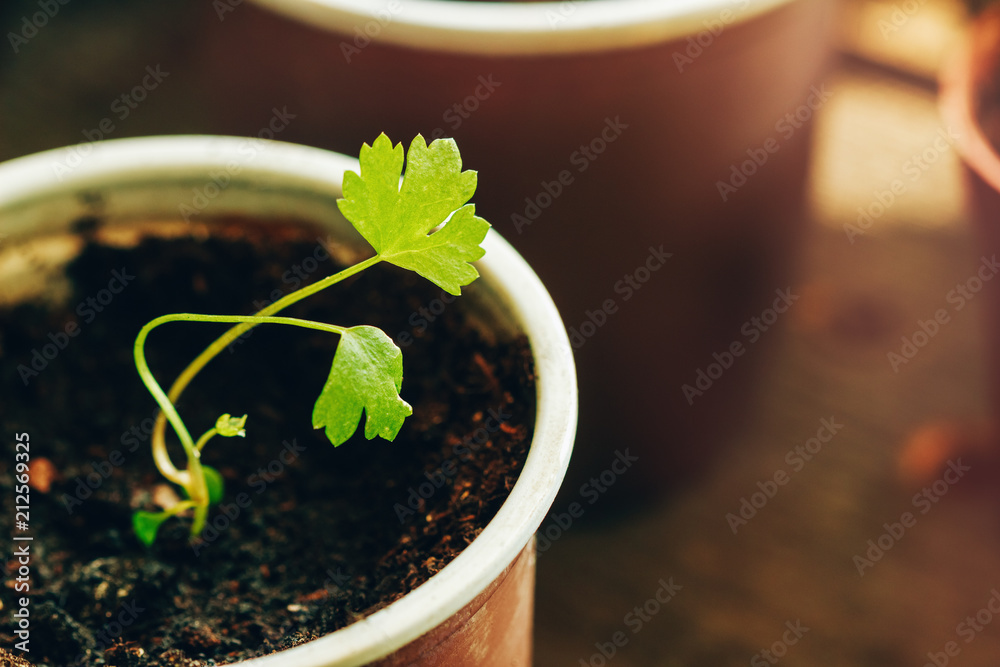 Germ of celery root in a glass of peat Germ of celery root in a glass of peat