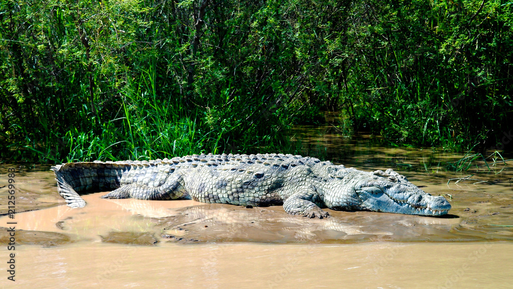 Fototapeta premium The Nile crocodile in Chamo lake, Nechisar national park, Ethiopia