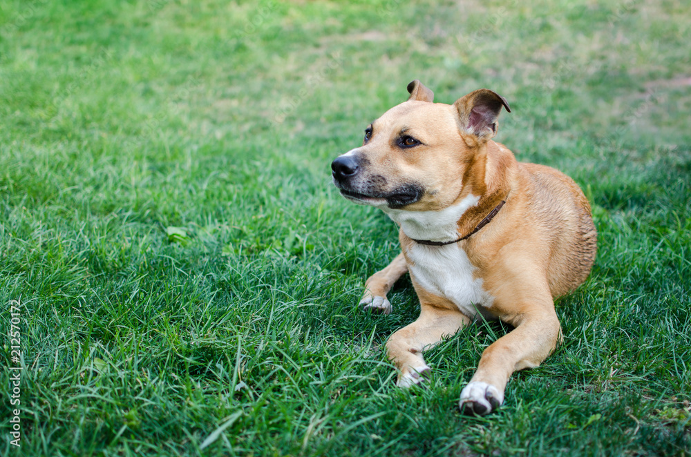 Portrait of a staford breed dog lying in the grass and looking. Portrait of a staford breed dog lying in the grass and looking.