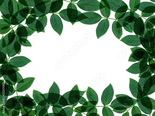 Close up green leaf of rose tree. © noppharat