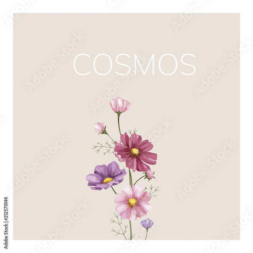 Fototapeta Naklejka Na Ścianę i Meble -  Hand drawn cosmos flower illustration