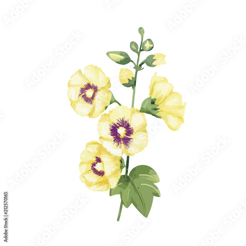 Hand drawn yellow hollyhocks flower illustration