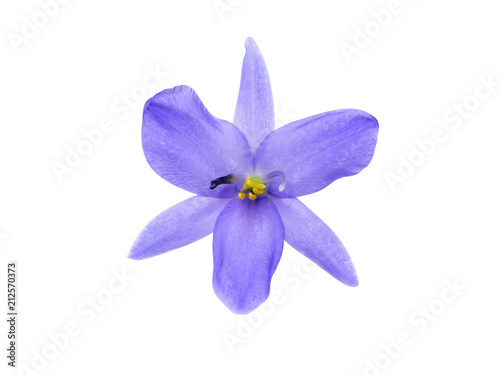 Close up violet flower.