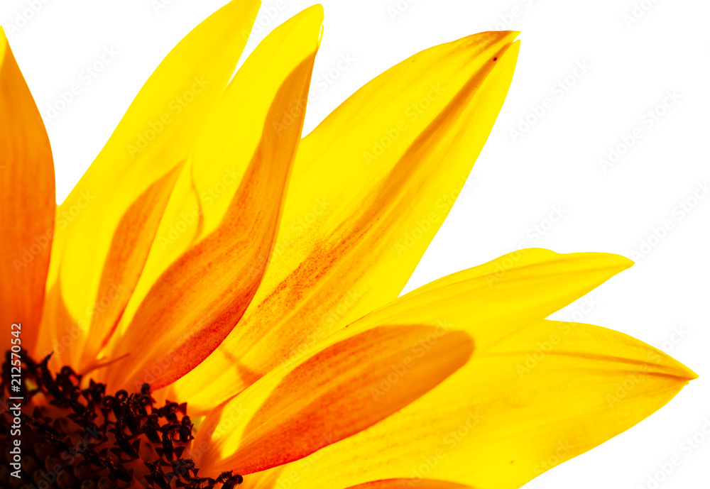 yellow flower petals as background yellow flower petals as background
