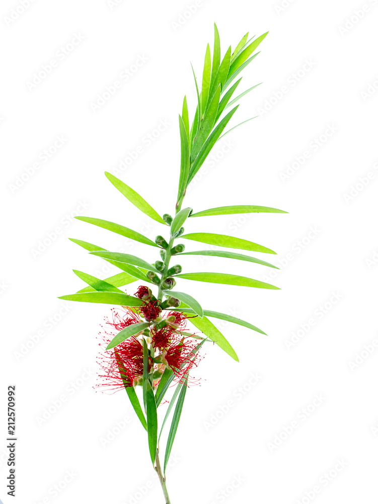 Fototapeta premium Weeping Bottle Brush tree