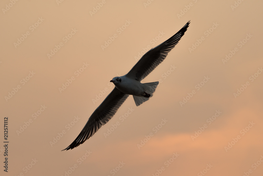 Fototapeta premium flying seagull with sunset sky backgrounds