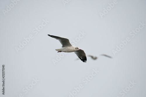 flying seagull with sky backgrounds