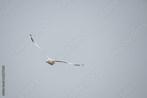 flying seagull with sky backgrounds